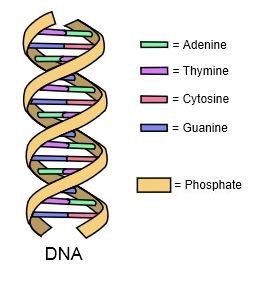 DNA_wikipedia_pd
