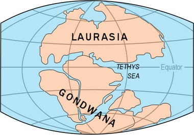 Kontinentaldrift Pangaea Quelle: Wikipedia
