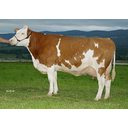 Simmentaler Bild anzeigen