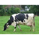 Holstein Rind Bild anzeigen