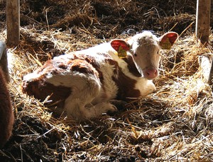 Kalb: Nonanet
