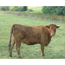 Limousin Bild anzeigen