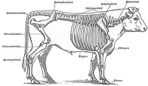 Skelett des Rindes: Wikipedia