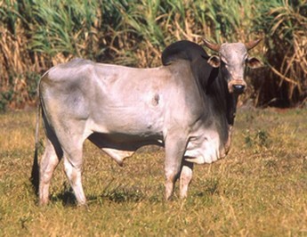 Zebu: wikipedia